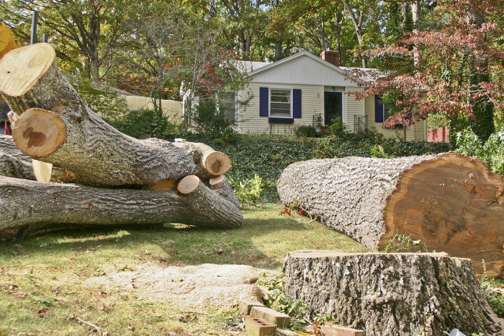 fallen tree removal cost