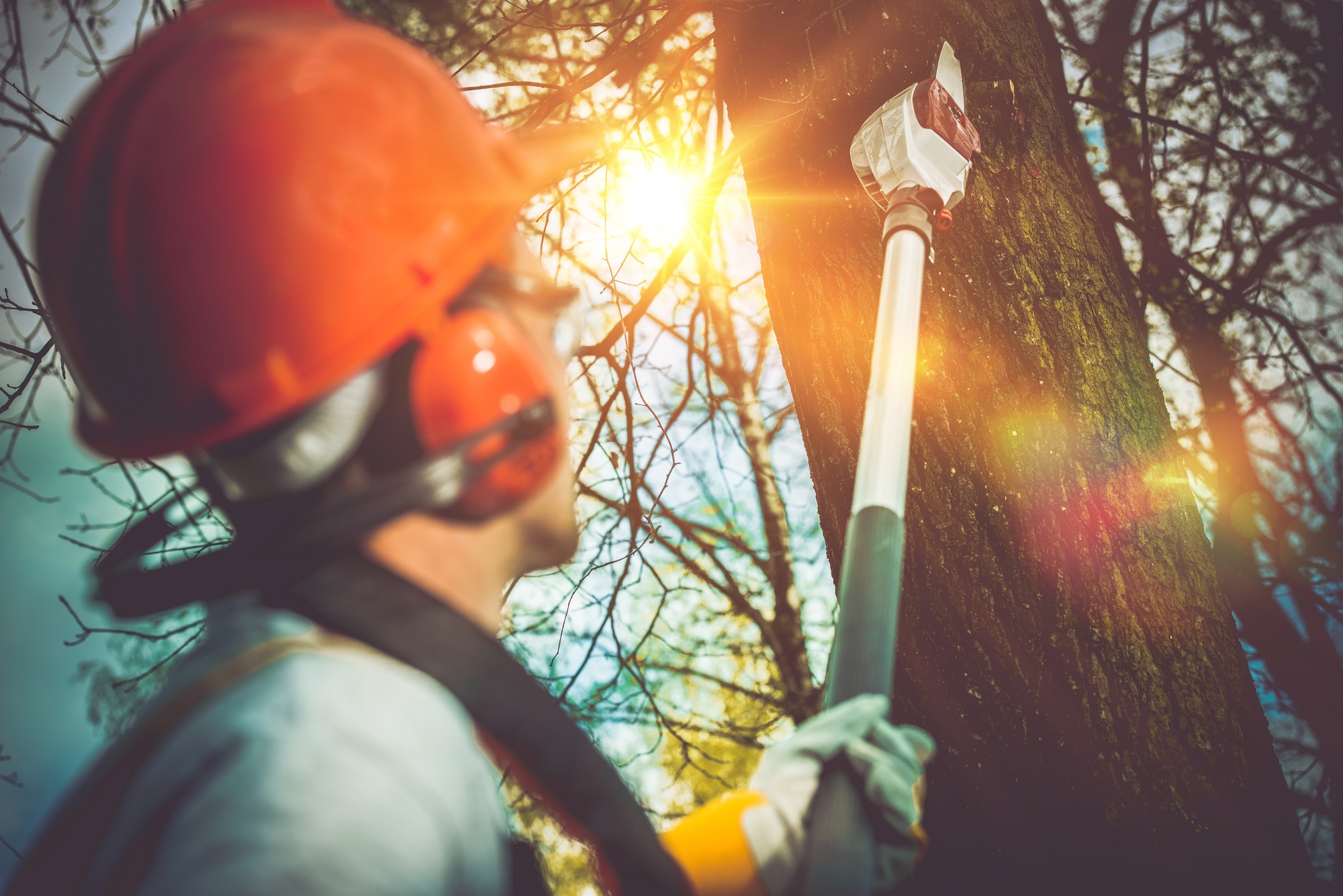 5 Signs You Need Expert Tree Removal