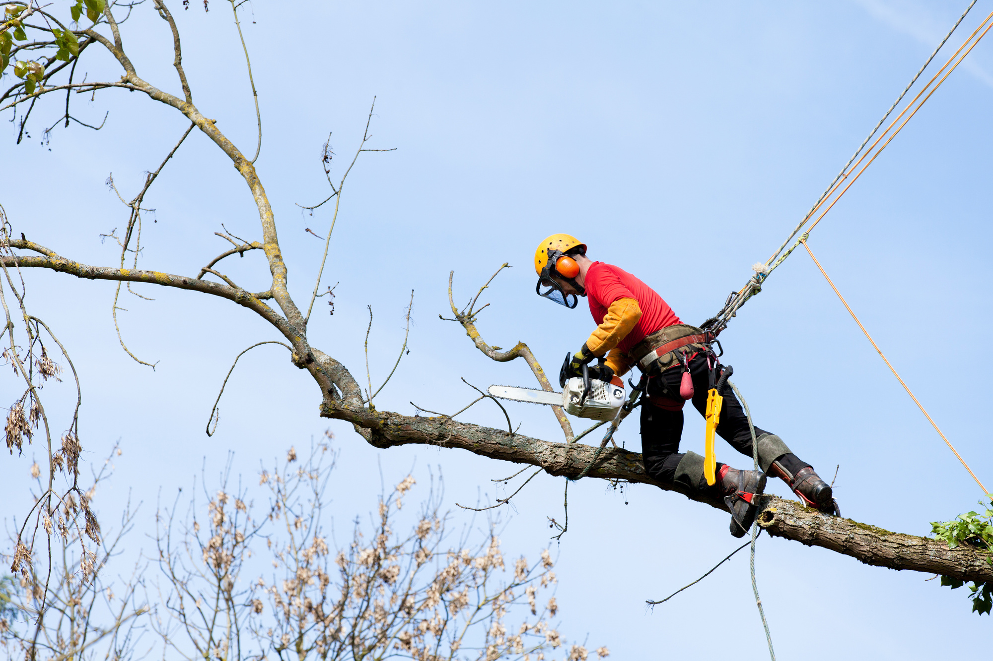 7 Signs It’s Time to Hire a Tree Trimming Service